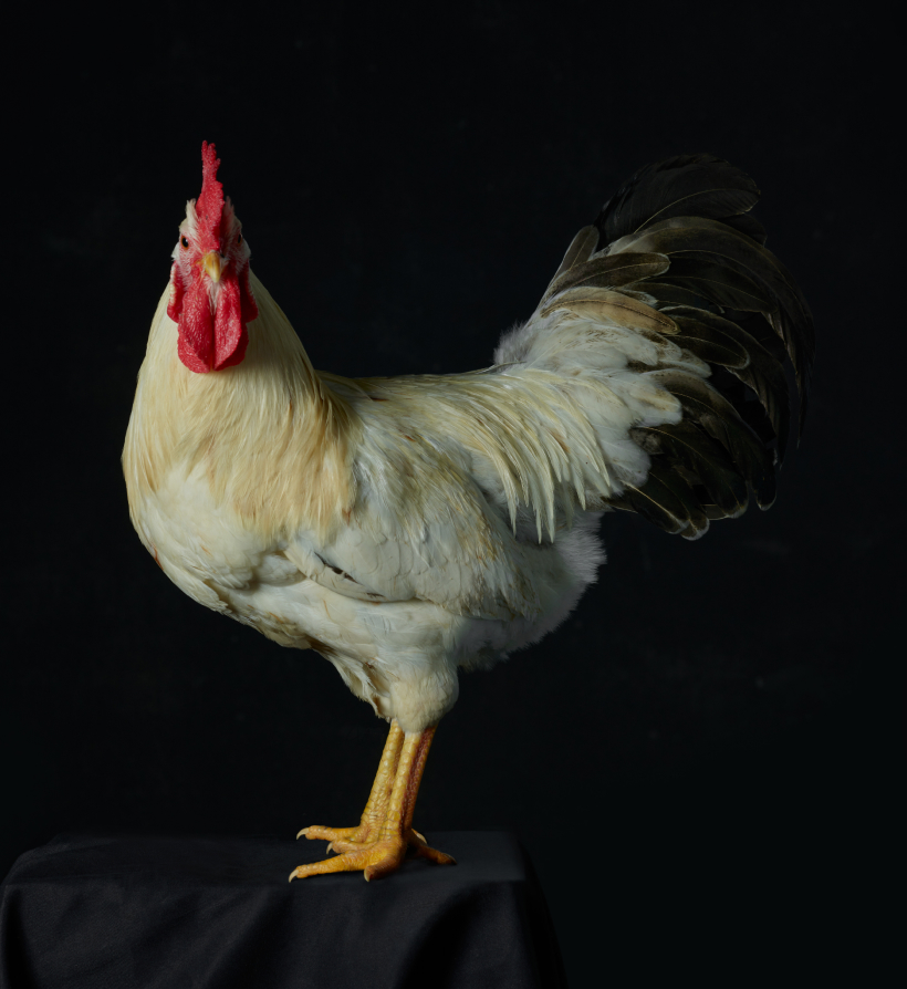 Aurum Poultry