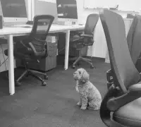 petsy in office