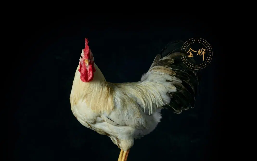 aurum-poultry-e1711496615567